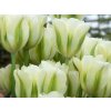 Tulipán 'Green Spirit'
