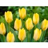 Tulipán 'Yellow Purissima'