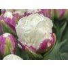 Tulipán 'Ice Cream'