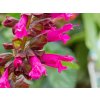 Šalvia Salgoon® 'Lake Flamingo' - Salvia Salgoon® 'Lake Flamingo'