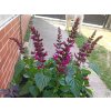 Šalvia Salgoon® 'Lake Flamingo' - Salvia Salgoon® 'Lake Flamingo'