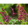 Šalvia Salgoon® 'Lake Flamingo' - Salvia Salgoon® 'Lake Flamingo'