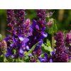 Salvia Blue Marvel (1)