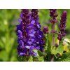 Salvia Blue Marvel (2)
