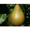 Hruška 'Salisburyova'