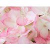 Hydrangea pan. Magical Andes L (detail 3)
