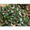 124604 1 cotoneasterqueenofcarpets