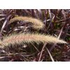 Perovec siatý 'Chelsea' - Pennisetum advena 'Chelsea'