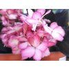Hydrangea Eclips (1)