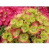 Hydrangea macrophylla Rebellion Choco Love 20240702 2