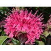 Monarda  SUGAR BUZZ® 'Bubblegum Blast' PBR - Monarda didyma SUGAR BUZZ® 'Bubblegum Blast' PBR