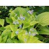 brunnera dianes gold 2