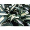 Hosta 'Pin-Up' - Hosta 'Pin-Up'