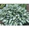 Hosta 'Pin-Up' - Hosta 'Pin-Up'
