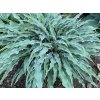 Hosta 'Silly String' PBR - Hosta 'Silly String' PBR