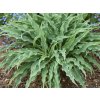 Hosta 'Silly String' PBR - Hosta 'Silly String' PBR