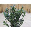Prunus Otto Supreme (2)