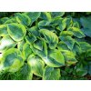 Hosta 'Sunset Grooves' - Hosta 'Sunset Grooves'