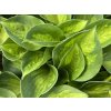 Hosta 'Sunset Grooves' - Hosta 'Sunset Grooves'