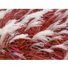 Ozdobnica čínska 'Lady in Red' - Miscanthus sinensis 'Lady in Red'