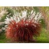 Ozdobnica čínska 'Lady in Red' - Miscanthus sinensis 'Lady in Red'