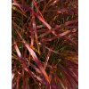 Ozdobnica čínska 'Lady in Red' - Miscanthus sinensis 'Lady in Red'