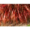 Ozdobnica čínska 'Lady in Red' - Miscanthus sinensis 'Lady in Red'