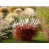 Ozdobnica čínska 'Lady in Red' - Miscanthus sinensis 'Lady in Red'