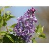 9fc2d75679 syringa hya lavender lady (1)