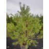 Pinus armandii (2)