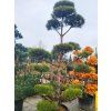 Pinus sylvestris (2)