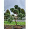 Pinus sylvestris (2)