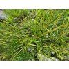 Pinus sylvestris (1)