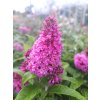Budleja Dávidova Butterfly Candy 'Little Cerise'