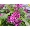 Budleja Dávidova Butterfly Candy 'Little Cerise'