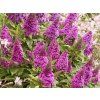 Buddleja Butterfly Candy Little Cerise (4)