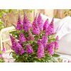 Buddleja Butterfly Candy Little Cerise (7)