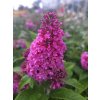 Budleja Dávidova Butterfly Candy 'Little Cerise'