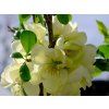 CHAE LEMONSORB S52716