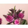 Hebe Vinoa� Pink closeup3 scaled