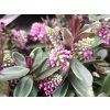 Hebe Vinoa Pink (2)