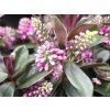 Hebe Vinoa Pink (1)