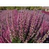 Calluna vulgaris Dunja (2)
