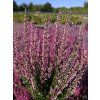 Calluna vulgaris Dunja (3)