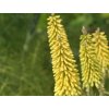 Fakľovka 'Green Jade' - Kniphofia 'Green Jade'