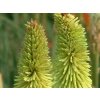 Fakľovka 'Green Jade' - Kniphofia 'Green Jade'