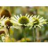 Echinacea Green Jewel (2)
