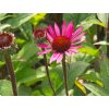 Echinacea purpurová 'Fatal Atraction' - Echinacea purpurea 'Fatal Atraction'