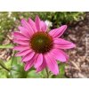 Echinacea purpurová 'Fatal Atraction' - Echinacea purpurea 'Fatal Atraction'