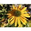Echinacea Lakota Yellow (1)